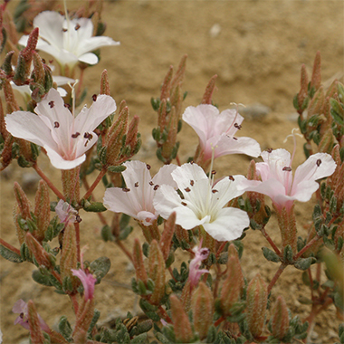 Hierba del salitre